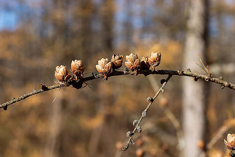 Tamarack cones  Fall,Geotagged,Larix laricina,Tamarack,United States