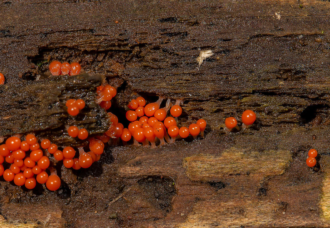 Salmon Eggs  Fall,Geotagged,Trichia decipiens,United States