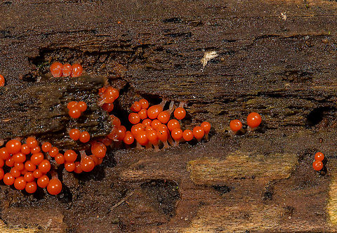 Salmon Eggs  Fall,Geotagged,Trichia decipiens,United States