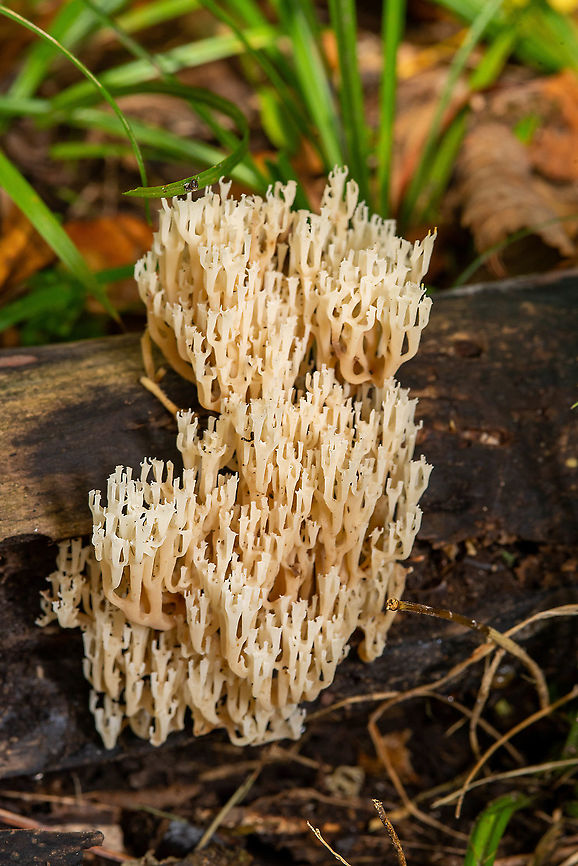Coral Fungus  Artomyces pyxidatus,Crown-Tipped Coral Fungus,Fall,Geotagged,Ramaria stricta,United States,Upright Coral Fungus