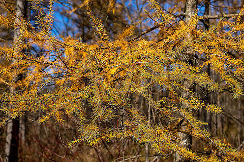 Golden Tamarack  Fall,Geotagged,Larix laricina,Tamarack,United States