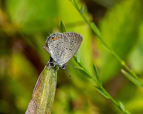 Cupid  Cupido comyntas,Eastern Tailed-blue,Fall,Geotagged,United States