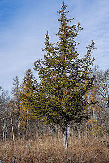 Red Cedar  Eastern Red-cedar,Fall,Geotagged,Juniperus virginiana,United States