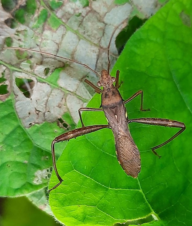 20211109_182937  Geotagged,India,Riptortus serripes