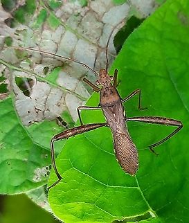 20211109_182937  Geotagged,India,Riptortus serripes