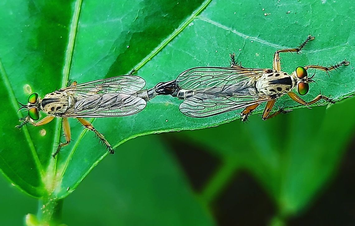 Robber fly  Geotagged,robber Fly