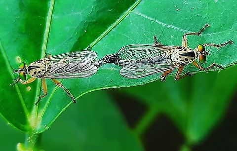 Robber fly  Geotagged,robber Fly