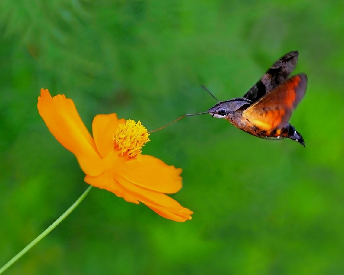 Macroglossum Insipida Macroglossum Insipida is one of the fastest moths in the world. They are active at dawn and dusk. They fly like a Hummingbird Macroglossum Insipida,Macroglossum insipida