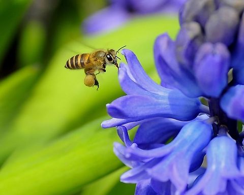 Honey Bee 
Everyday, honey bee is busy hard-working to collect honey and pollinates many flowers in any part of the world 
 Apis cerana,Eastern honey bee,Honey Bee