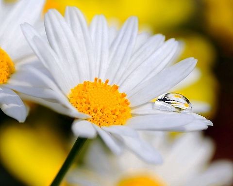 FLOWER-flower A flower reflection inside the waterdrop Flowers
