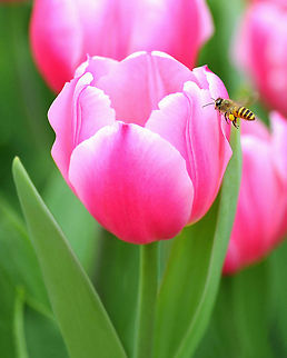 Honey...I am Coming ! A Tulip welcome Honey Bee :) Apis cerana,Eastern honey bee,tulip