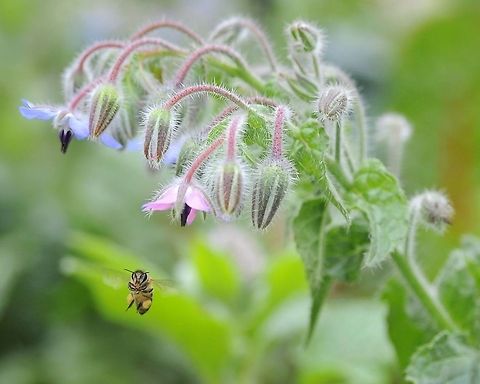 Bee Bee Portrait A Bee Portrait Apis cerana,Bee,Eastern honey bee