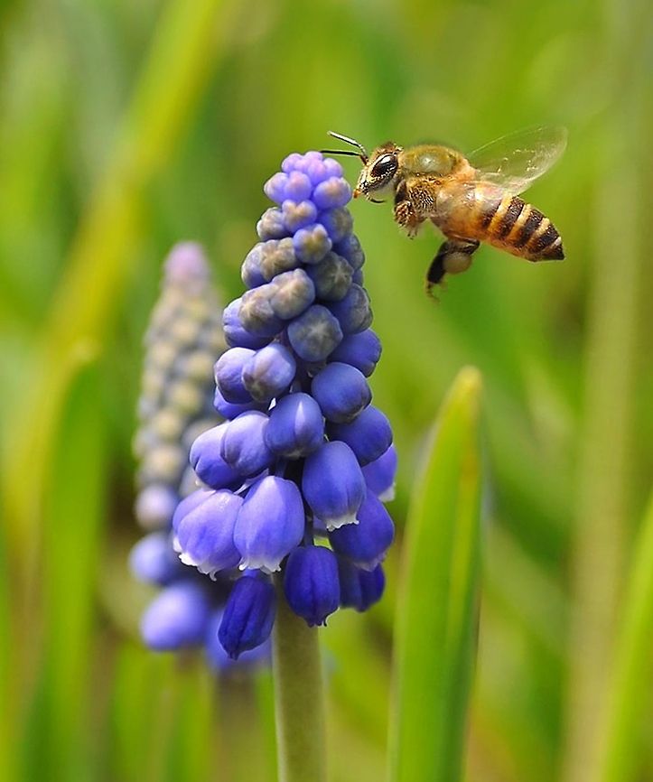 Honey...I love you  Apis cerana,Bee,Eastern honey bee