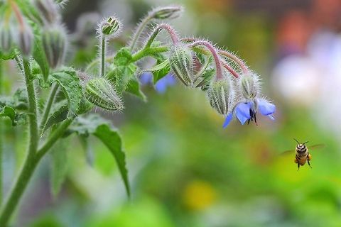 Bee Bee  Apis cerana,Bee,Eastern honey bee
