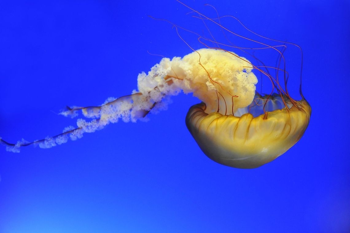 Like UFO Like Jelly Fish A jellyfish looks like a UFO floating in space API,Chrysaora fuscescens,Jellyfish