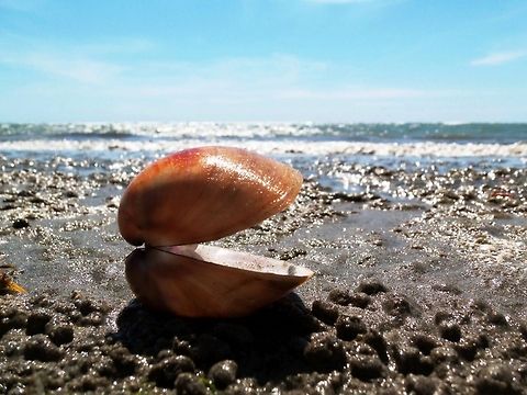 Orange Hues A sunset colored seashell sits patiently on the sand waiting to be carried back out to sea with the rolling tide Common slipper shell,Crepidula fornicata,Sunset,sea,tide