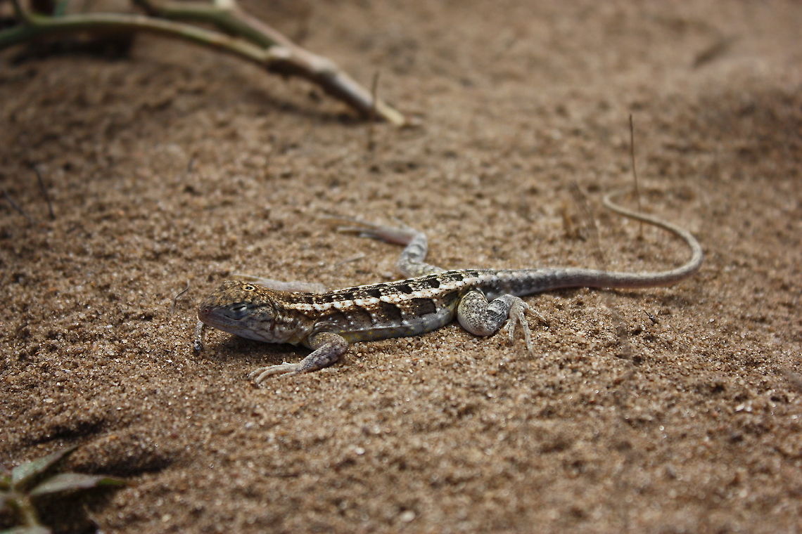 Chalarodon madagascariensis having a nap I spent like 10 min looking this little lizard enjoying his sunbath, carpe diem. At Analapetsa there is a lot of wind coming from the sea. That is why this one is closing his eyes avoiding the sand. There was a dozen of Chalarodon near this one, this was maybe a hunting place. Chalarodon madagascariensis,Fall,Geotagged,Madagascar