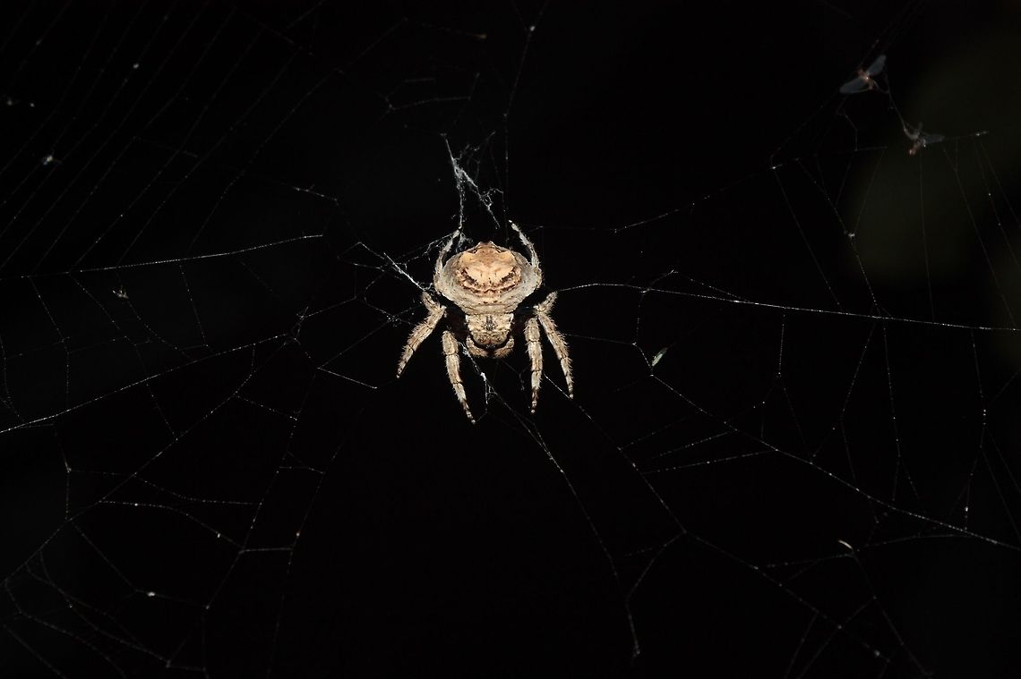 Caerostris bojani I identified this species with the help of Matjaž Gregorič himself who discovered this species in 2015. <br />
Here is C. bojani during its lunch late at night just in my garden in Antananarivo, Andoharanofotsy. This species waits all day long hiding wisely for insects to come in its web and when comes the night she becomes active. Caerostris is known to build giant web, and this one built her own web (about 3 meters long) between two banana trees.<br />
This species can be identified by its color (light brown to dark brown) and the pattern on its opisthosoma which is circular, this one looks like an owl ! It is a female due to its length, a little bit less than 30mm. Indeed males are shorter that 20mm.  Caerostris,Caerostris bojani,Fall,Geotagged,Madagascar,Spider