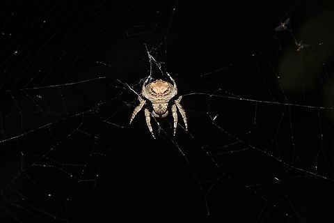 Caerostris bojani I identified this species with the help of Matjaž Gregorič himself who discovered this species in 2015. 
Here is C. bojani during its lunch late at night just in my garden in Antananarivo, Andoharanofotsy. This species waits all day long hiding wisely for insects to come in its web and when comes the night she becomes active. Caerostris is known to build giant web, and this one built her own web (about 3 meters long) between two banana trees.
This species can be identified by its color (light brown to dark brown) and the pattern on its opisthosoma which is circular, this one looks like an owl ! It is a female due to its length, a little bit less than 30mm. Indeed males are shorter that 20mm.  Caerostris,Caerostris bojani,Fall,Geotagged,Madagascar,Spider