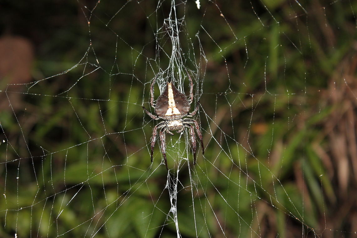 Caerostris extrusa Caerostris extrusa is recognized by the white strip along its opisthosoma just behind the cephalothorax. The coloration is quite variable between light brown to dark brown, but there is always this white speck like on this photo. Also the length of trichobothria (hairs) on legs and on opisthosoma is very variable. This one has been taken during night walk along Ranomafana road. Identification has been made with the help of Matjaž Gregorič, a Caerostris species specialist.  Caerostris extrusa,Geotagged,Madagascar,Spring