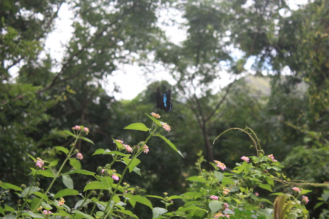Papilio oribazus Beautiful butterfly species with blue pattern on his wings.  Butterfly,Fall,Geotagged,Madagascar,Papilio oribazus