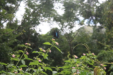 Papilio oribazus Beautiful butterfly species with blue pattern on his wings.  Butterfly,Fall,Geotagged,Madagascar,Papilio oribazus