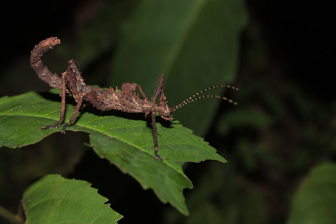 Parectatosoma hystrix This stick insect is a young female (around 6cm) found during night walk in Ranomafana forest. She's recognized by the spines and her green eyes. <br />
<br />
P. hystrix is also recognized by the number of rows of spines at the hinder extrimities of the terga (1st somite and abdominal somites). There is two rows in P. hystrix as you can see here instead of one in P. echinus (J. Wood-Mason description) Geotagged,Madagascar,Parectatosoma hystrix,Spring