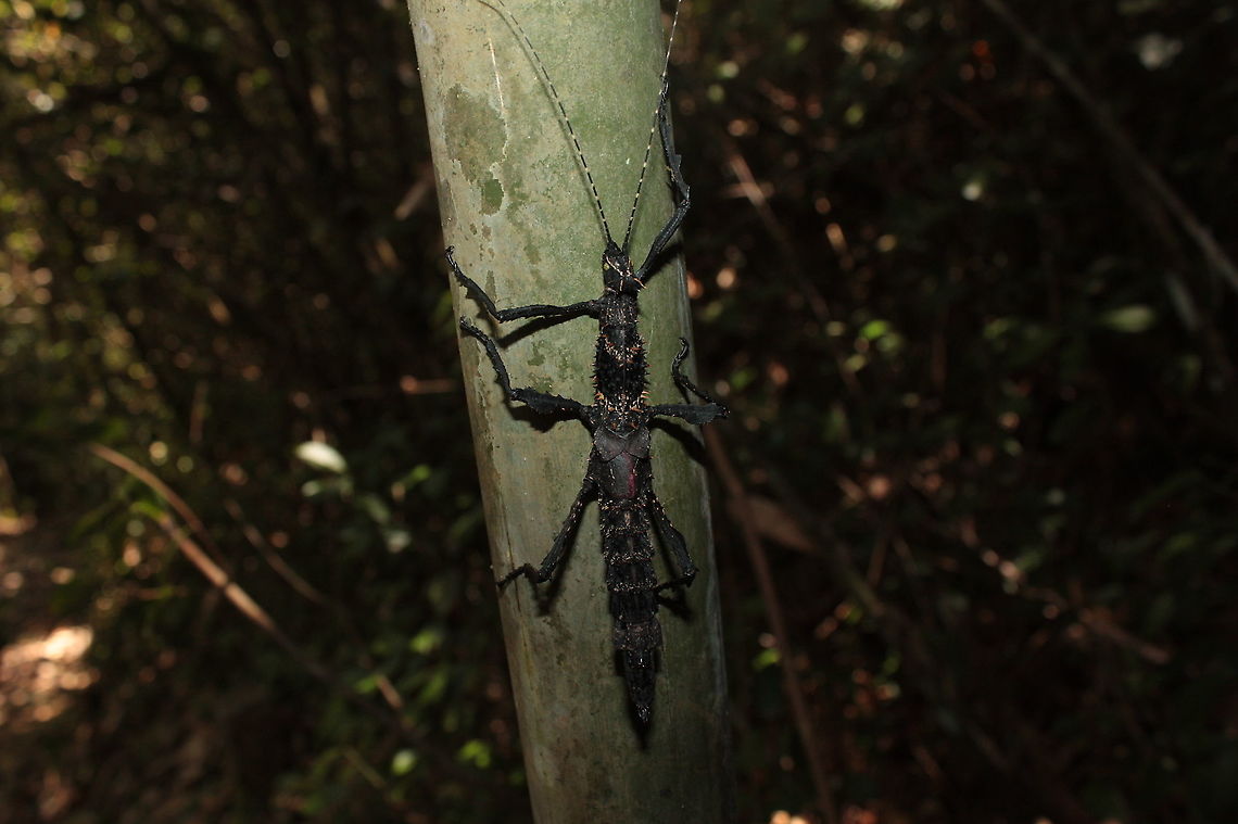 Parectatosoma echinus P. echinus is a spieces of stick insect (here a female) recognised by the spike along its skin. This one is around 10cm found in Ranomafana forest. In malagasy language &quot;ranomafana&quot; means &quot;hot water&quot;, indeed there&#039;s thermal water near the main river called Namorona. Geotagged,Madagascar,Parectatosoma echinus,Spring