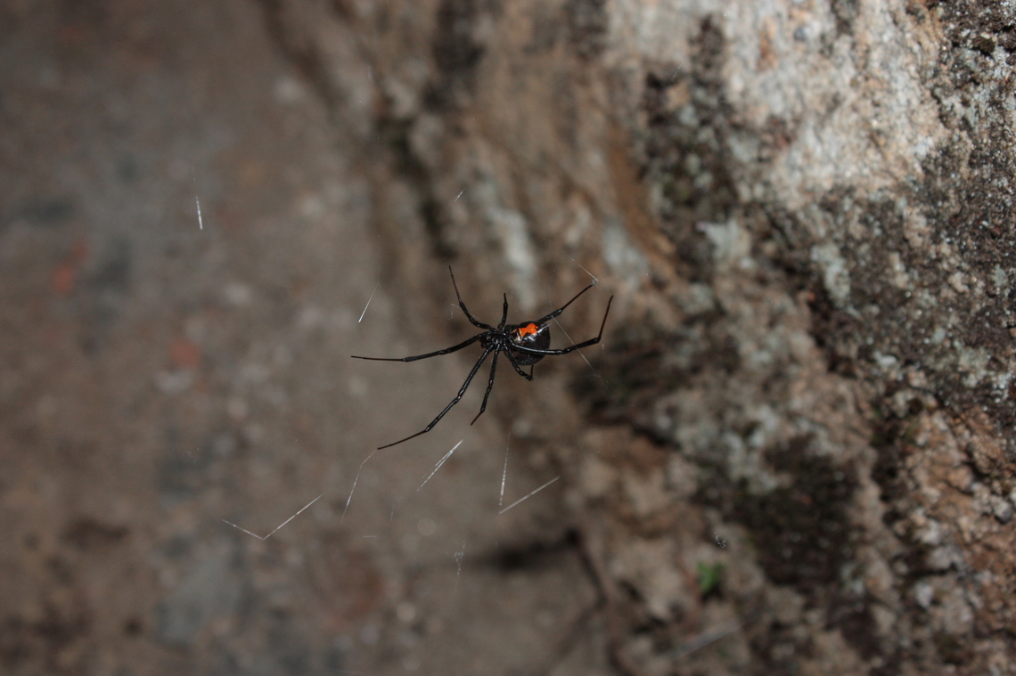Latrodectus menavodi Tiny black widow that you can find in Madagascar (body is aout 1-2cm). This one was just behind my car in Ranomafana forest. If you see one with this red patern, do not touch you'll may have some problem ! Geotagged,Latrodectus mactans,Latrodectus menavodi,Madagascar,Southern black widow,Spring