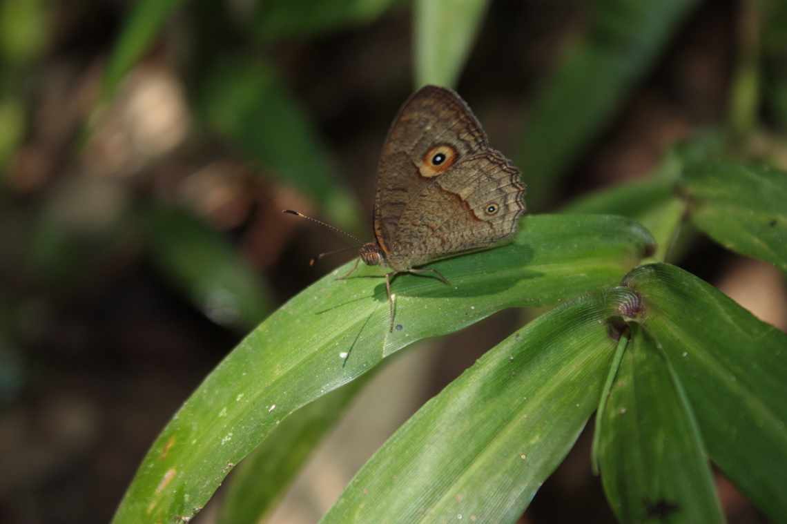 Heteropsis sp. Little butterfly around 5cm long found in Ranomafana forest in daylight. Heteropsis is a butterfly from Nymphalidae family recognized by its light brown to dark brown colors and the eyespot on its wings. The number of eyespot can be different between specimen but there&#039;s always this white spot surrounded by dark, then light to dark brown.  Butterfly,Geotagged,Madagascar,Nymphalidae,Rainforest,Spring