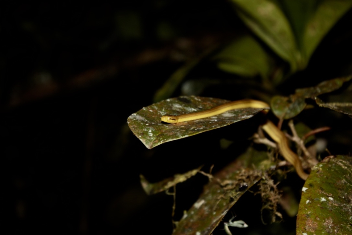 Compsophis laphystius this nocturnal snake has been found in Ranomafana primary forest, Madagascar. it is about 30cm long (adult size). it is recognized by its yellow skin and its thin size. this snake species have a particular dark spot right behind its eyes. Compsophis laphystius,Geotagged,Madagascar,Rainforest,Ranomafana National Park