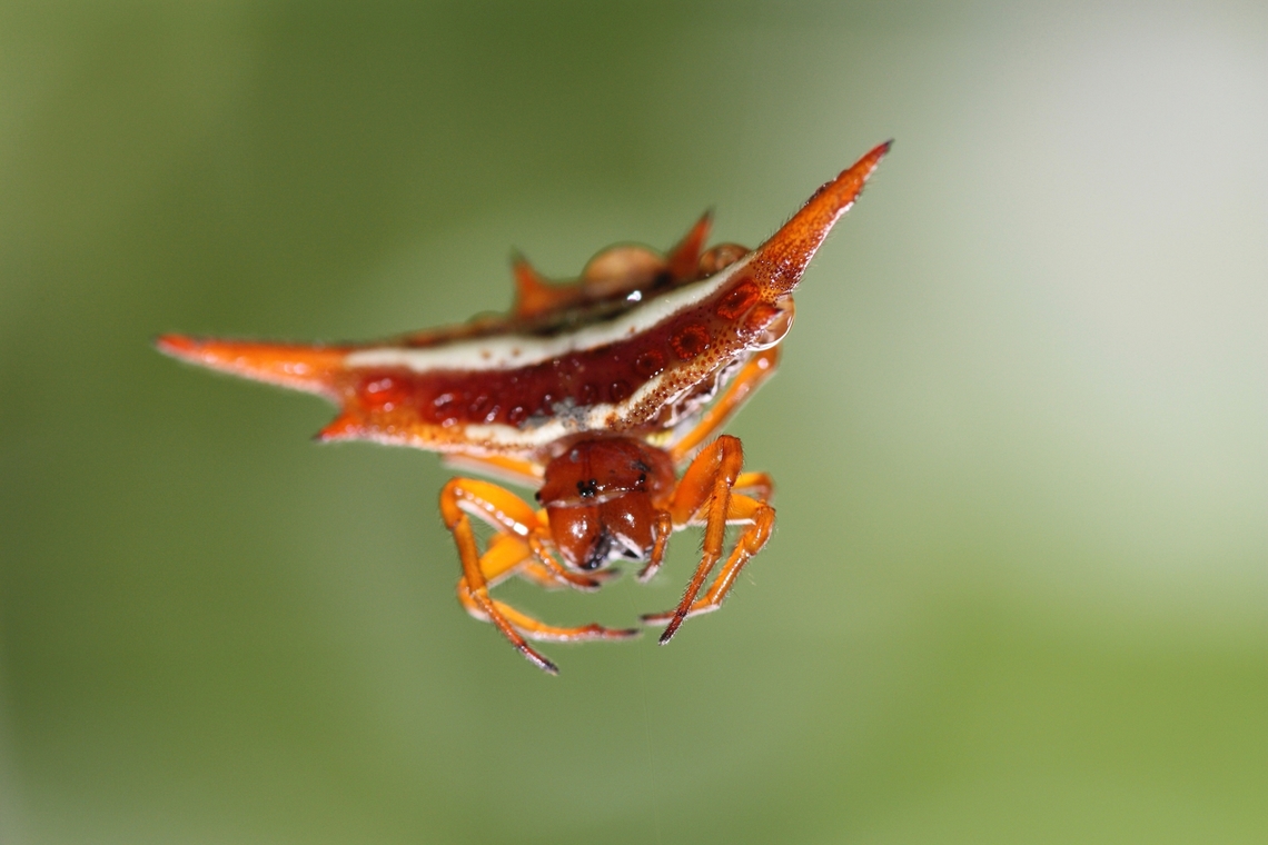 Gasteracantha versicolor Gasteracantha is a comon spider spieces you can find in Ranomafana rain forest, Madagascar. this one is one of the biggest I have seen, more than 1 cm long. you can find them especially in clear space with continuous air flow and good amount of humidity.  Gasteracantha versicolor,Geotagged,Madagascar,Spring