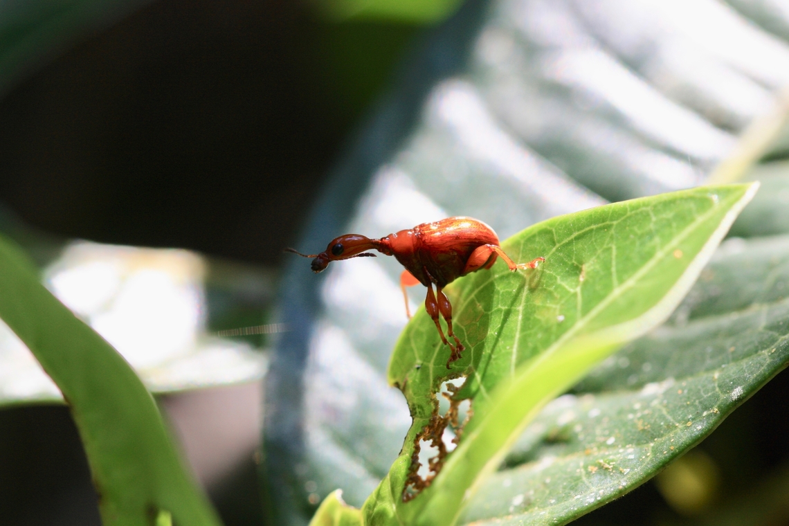 Attelabidae Another beautiful insect found in Ranomafana forest. This one is a female recognized by the smal size of her neck. <br />
The plant she is on is her favorite meal. Finding holed leaf is also a way to find these coleoptera.  Geotagged,Madagascar,Spring