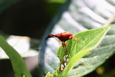 Attelabidae Another beautiful insect found in Ranomafana forest. This one is a female recognized by the smal size of her neck. 
The plant she is on is her favorite meal. Finding holed leaf is also a way to find these coleoptera.  Geotagged,Madagascar,Spring