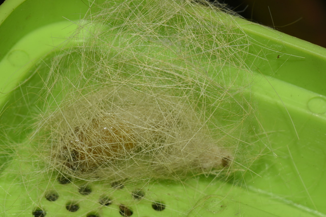 Calliteara horsfieldii Horsfield&rsquo;s Tussock Moth. Cocoon.  Calliteara horsfieldii,Geotagged,Horsfields tussock moth,Winter,erabid moth