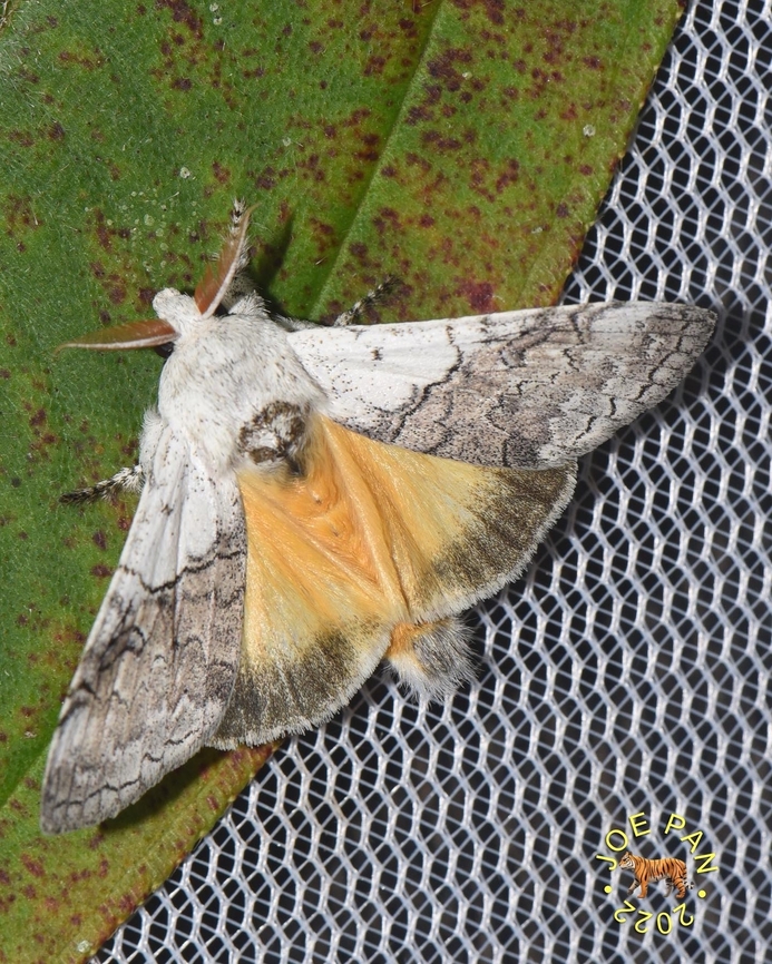 Calliteara horsfieldii Horsfield&rsquo;s Tussock Moth.  Calliteara horsfieldii,Erabid moth,Geotagged,Horsfields tussock moth,Malaysia