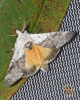 Calliteara horsfieldii Horsfield’s Tussock Moth.  Calliteara horsfieldii,Erabid moth,Geotagged,Horsfields tussock moth,Malaysia