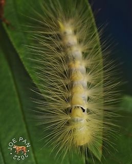 Calliteara horsfieldii Horsfield&rsquo;s Tussock Moth. Larva feeding on Melastoma sp.  Calliteara horsfieldii,Geotagged,Horsfields tussock moth,erabid moth