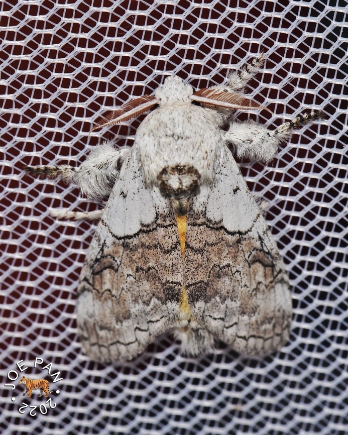 Calliteara horsfieldii Horsfield&rsquo;s Tussock Moth. Reared from larva feeding on Melastoma sp.  Calliteara horsfieldii,Geotagged,Horsfields tussock moth,Malaysia,Moth,erabid moth