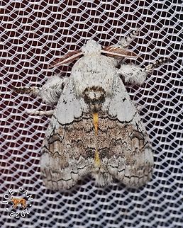 Calliteara horsfieldii Horsfield’s Tussock Moth. Reared from larva feeding on Melastoma sp. Calliteara horsfieldii,Geotagged,Horsfields tussock moth,Malaysia,Moth,erabid moth