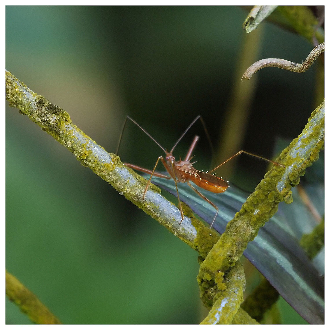 Unknown Assassin Bug Not sure of the species. Geotagged,Trinidad and Tobago