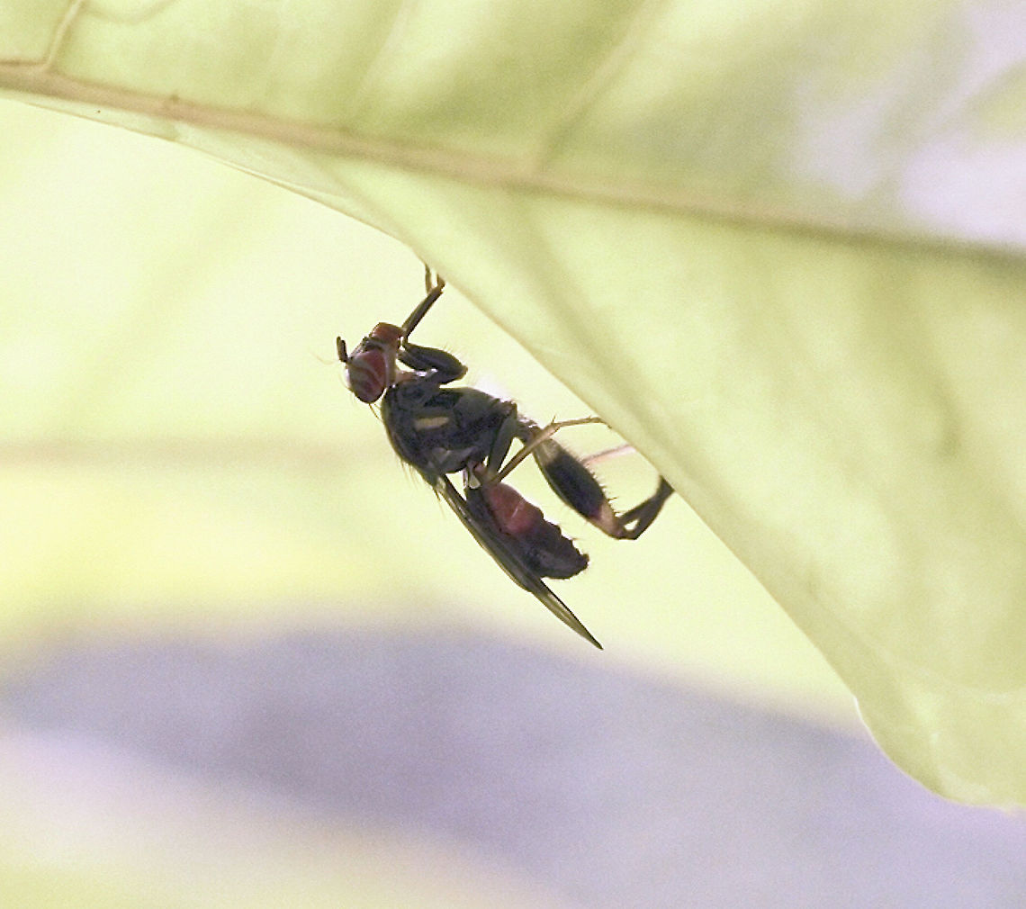 Richardiidae fly  Geotagged