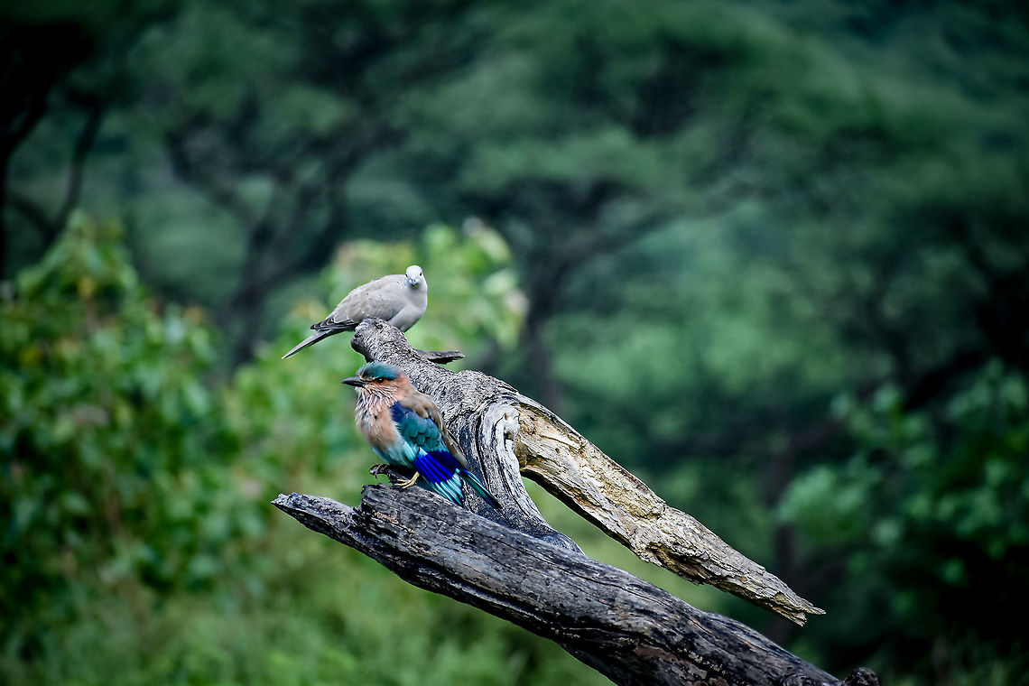 Birds of same feather?? A beautiful Indian Roller with his buddy Coracias benghalensis,Geotagged,India,Indian Roller,Jhalana Leopard Park Jaipur India