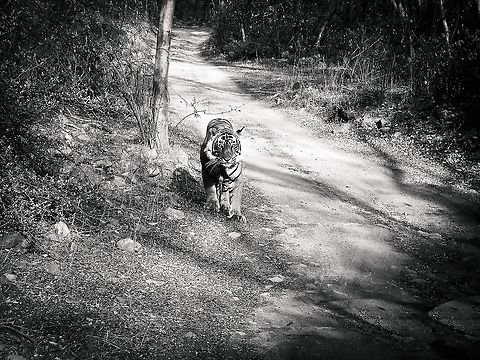 Man Eater of Ranthambore National Park, India T24 or Ustad as commonly know, is a man Eater who has killer atleast 5 people. After he killed a forest guard, he was moved out of the park. Bengal Tiger,Bengal tiger,Geotagged,India,Panthera tigris tigris,Ranthambore National Park,Royal bengal tiger