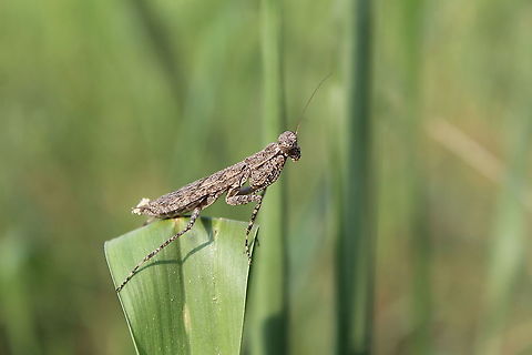 Indian bark mantis ( Humbertiella ceylonica) Adult female It's very beautiful species camo with tree bark so it's called bark mantis .  Bark Mantis,Geotagged,Humbertiella ceylonica,India,Mantis,Summer,indian bark mantis