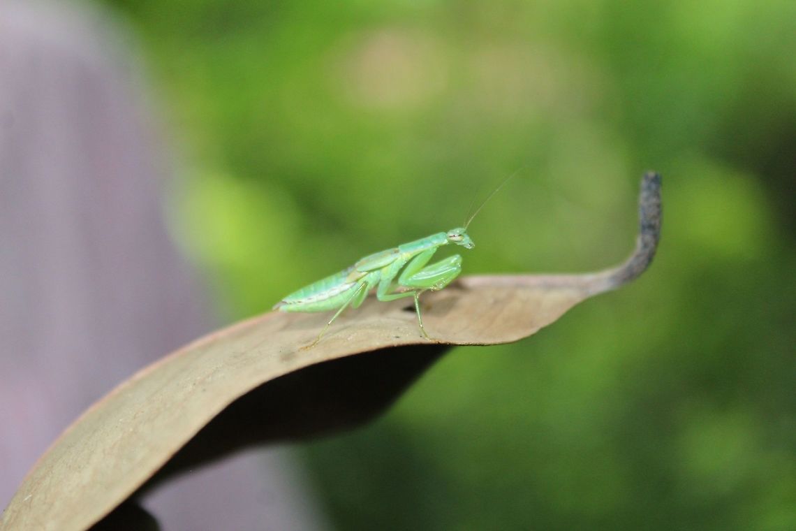 Asian ant mantis / ant mimicking mantis ( Odontomantis planiceps)female in 5th instar This species nymph its look like a big ant , adult species it&#039;s like a greenish color with some ant like features, size approx 1 inch . Asian Ant Mantis,Geotagged,India,Odontomantis planiceps,Summer,ant mimic
