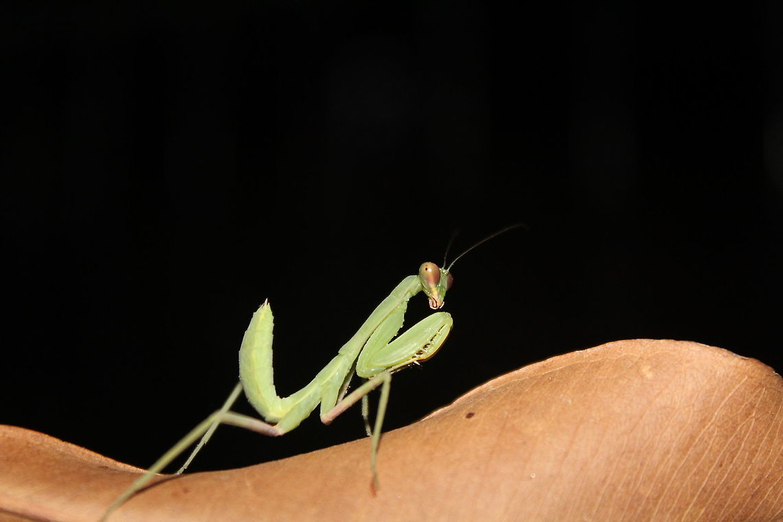 Asian giant mantis /asian mantis ( Hierodula patellifera)nymph This species is very beautiful and very shy, its protect our self under leaf.  Asian mantis,Asiangiantmantis,Fall,Geotagged,Hierodula patellifera,India,asianmantis