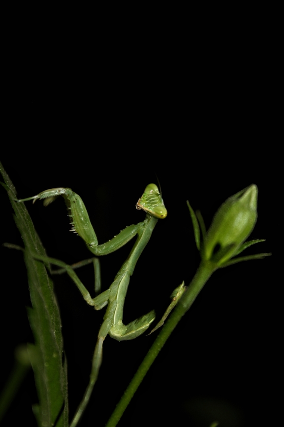 Asian giant Mantis nymph ( Hierodula patellifera) Mantis find on Hibiscus Rosa sinensis plant . It&#039;s very active and very shy nature, behaviour like a runner and hide him self under the leaf .  Asian mantis,Geotagged,Hierodula patellifera,India,Winter