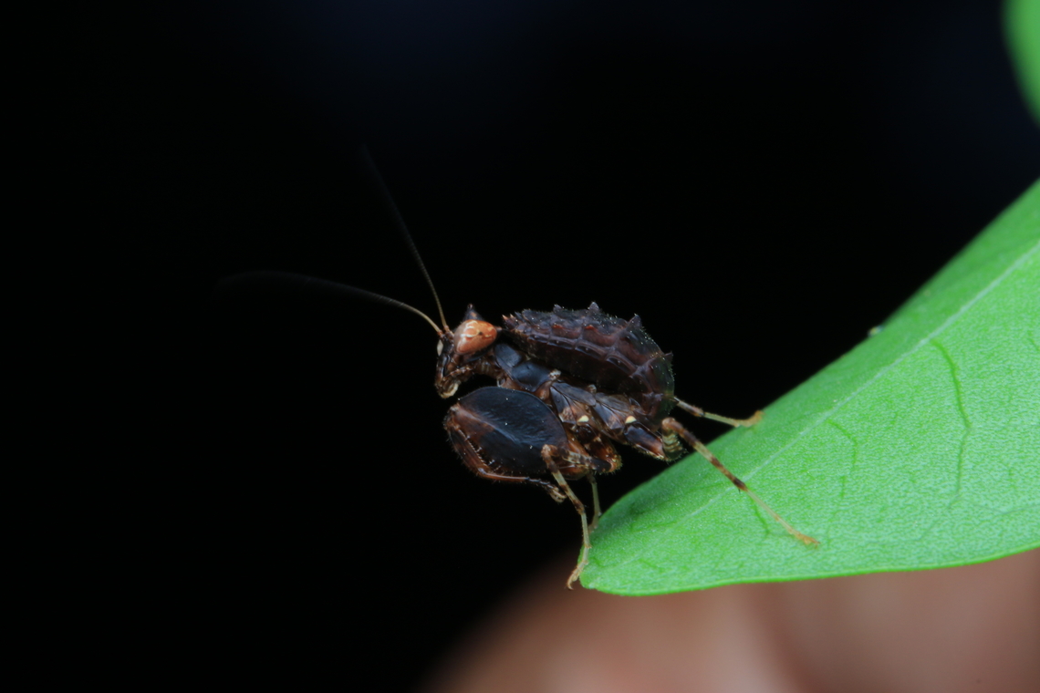 Indian Unicorn boxer mantis (Hestiasula brunneriana)  Geotagged,Hestiasula brunneriana,India,Summer