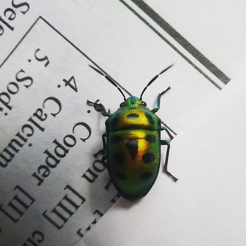 Chrysocoris stollii COMMON NAME JEWEL BUG . Chrysocoris stollii,Geotagged,India